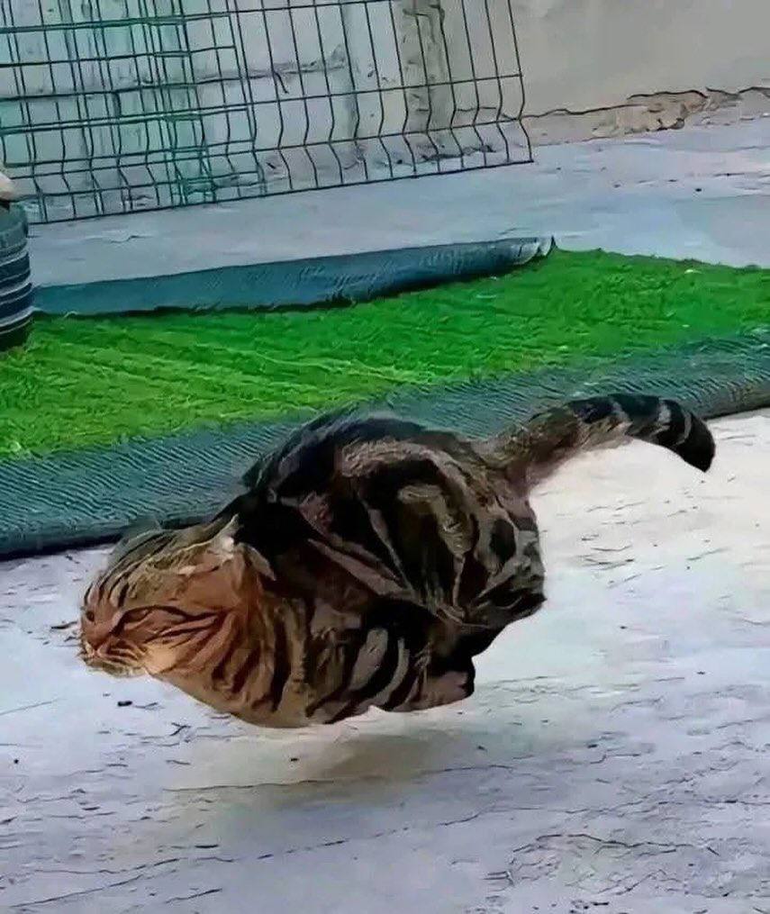 호시